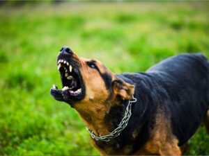 Laws Surrounding Dog Bites and Animal Attacks in Michigan