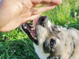 Prove Liability in a Dog Bite - Animal Attack Case