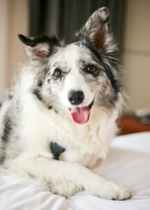 Understanding the Laws on Dog Bites and Animal Attacks in Michigan