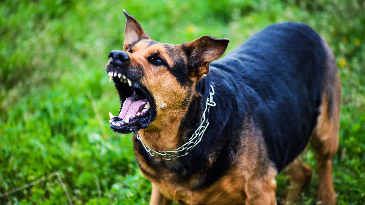 a picture of an angry barking dog on a green field