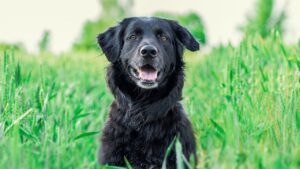 Dearborn Dog Bite Lawyer