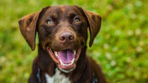 Lansing Dog Bite Lawyer