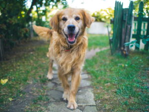 Average Dog Bite Settlement Amounts in Michigan