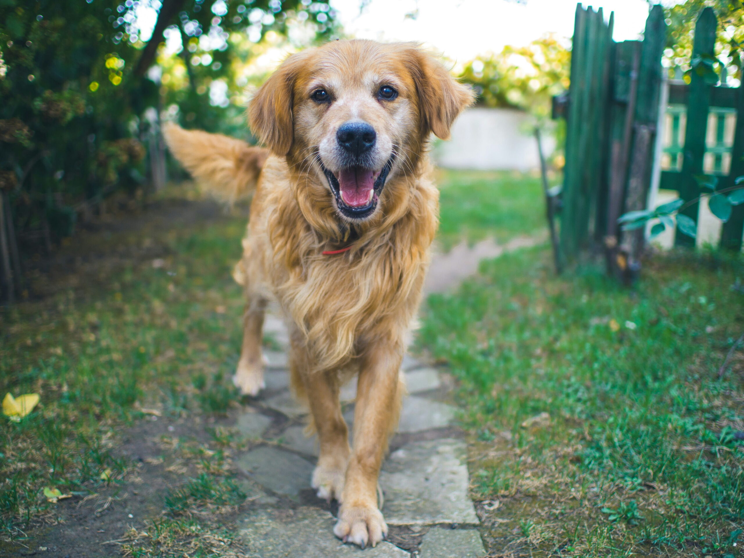 Average Dog Bite Settlement Amounts in Michigan