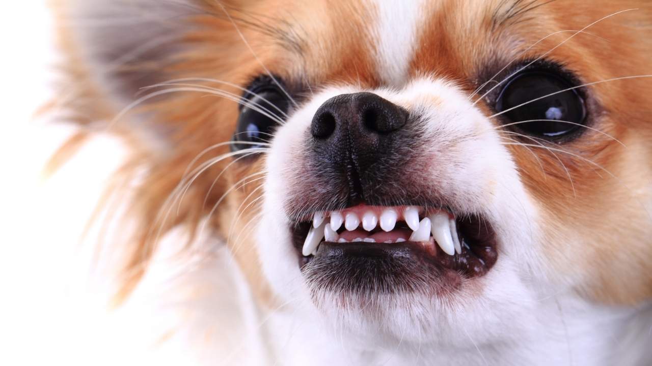 Royal Oak Dog Bite Lawyer