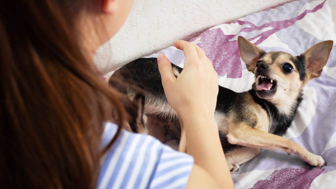 Kalamazoo Dog Bite Attorney