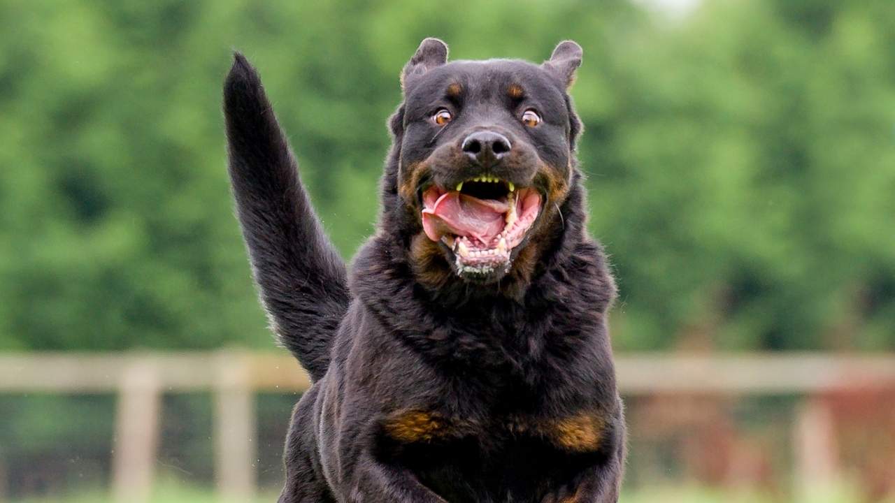 Livonia Dog Bite Attorney
