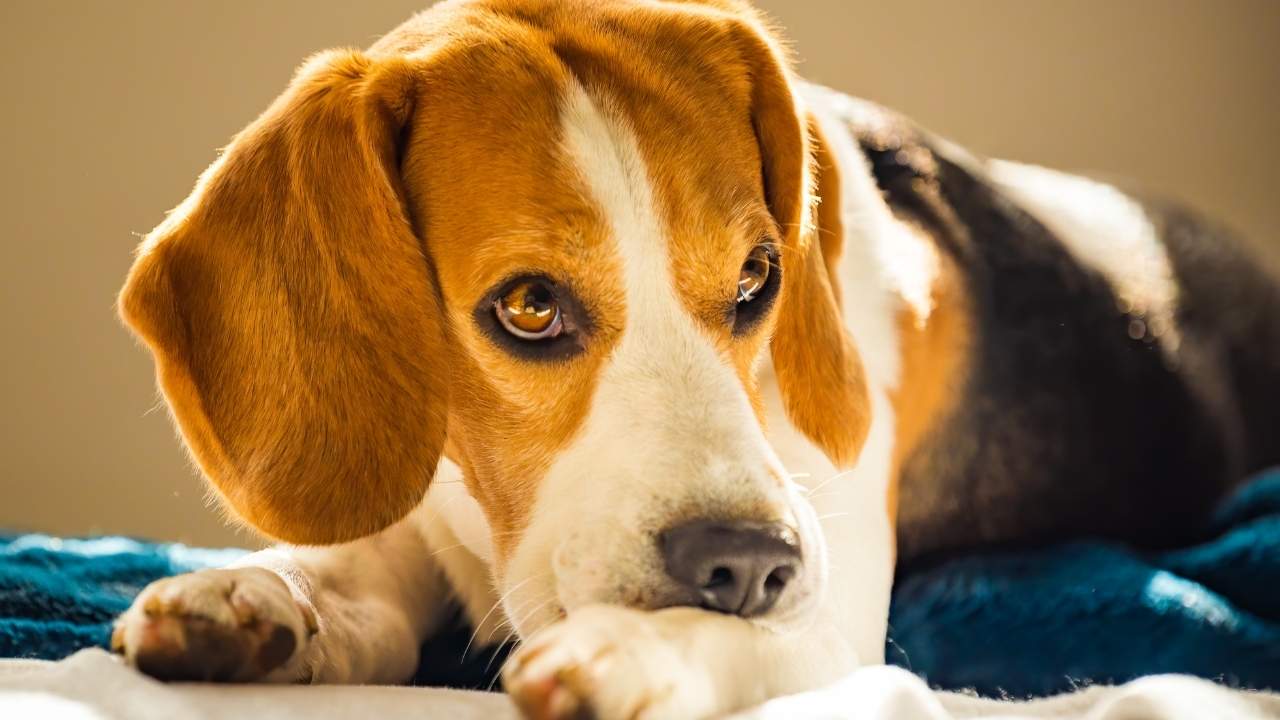 West Bloomfield Dog Bite Attorney